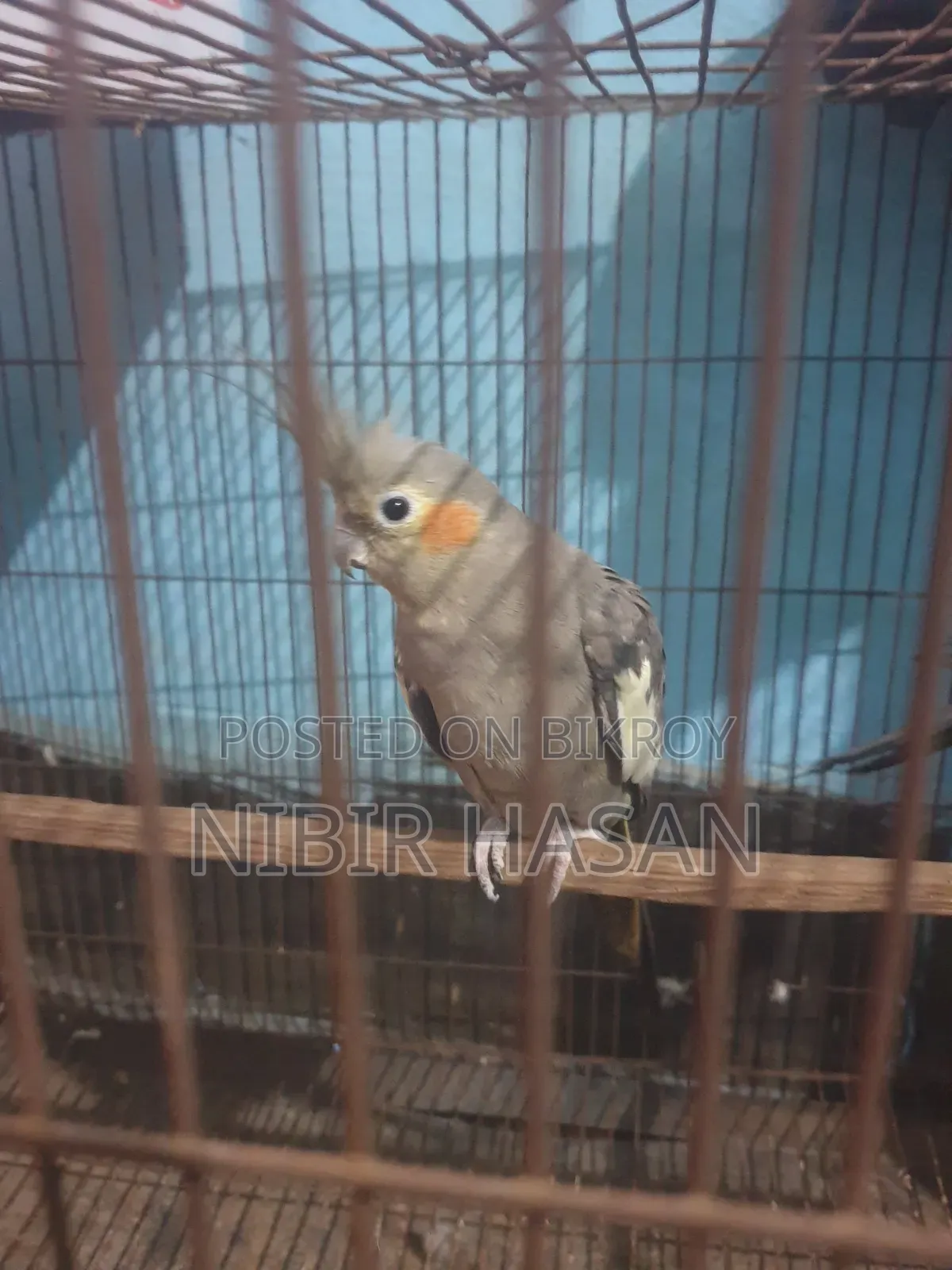 Cocatiel Running Gray Pair