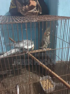 Cocatiel Running Gray Pair