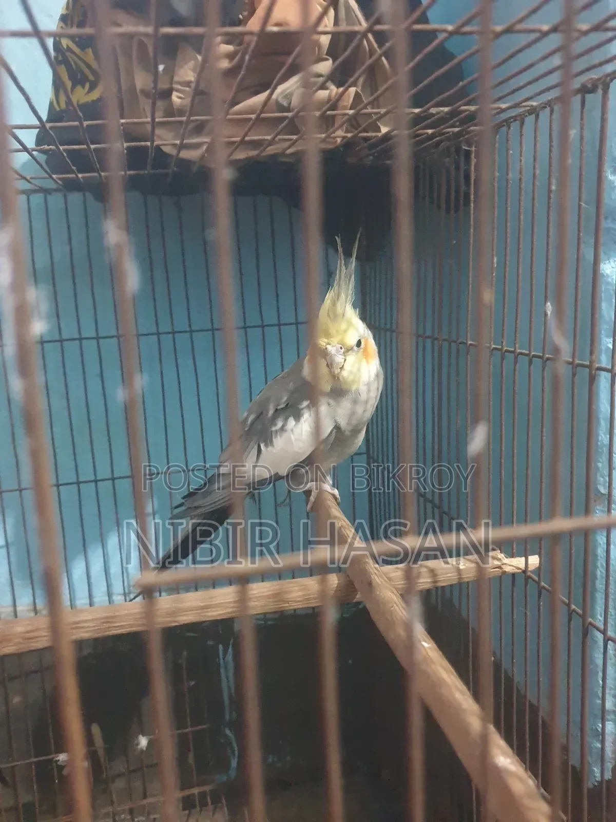 Cocatiel Running Gray Pair
