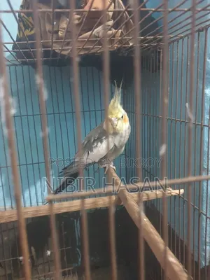Cocatiel Running Gray Pair