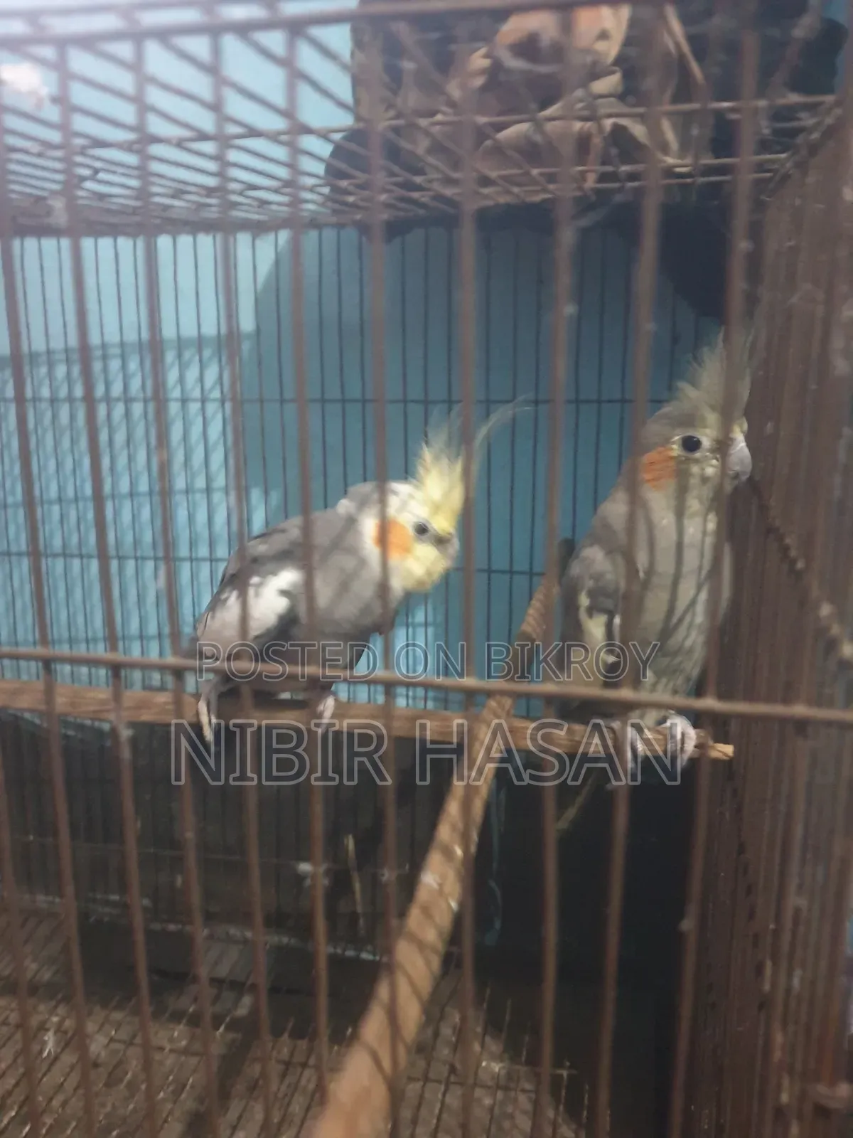 Cocatiel Running Gray Pair