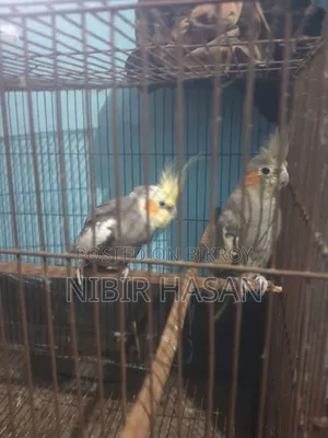 Cocatiel Running Gray Pair