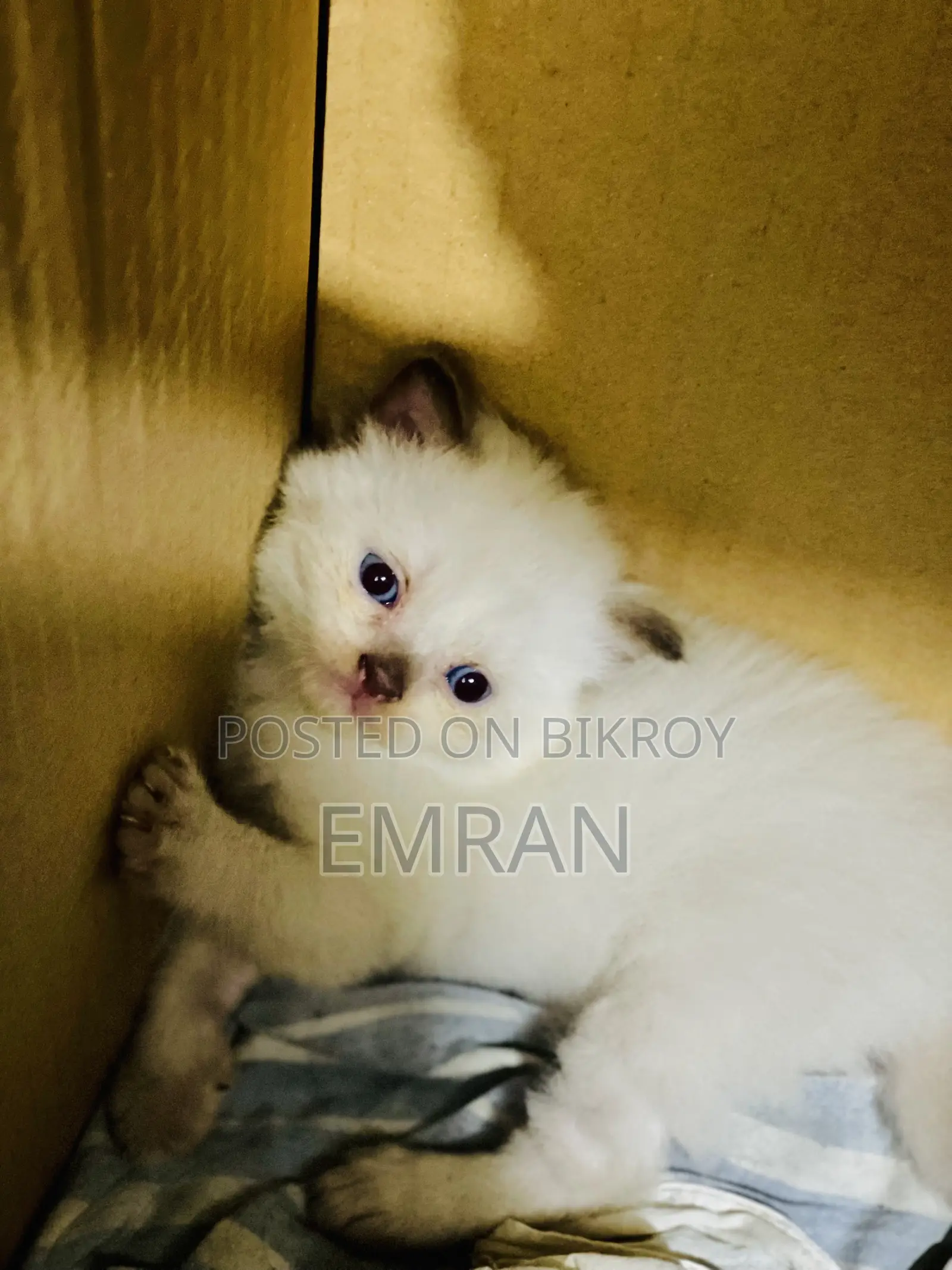 1-3 months Male Purebred Persian