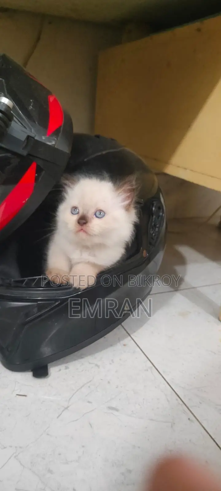 1-3 months Male Purebred Persian