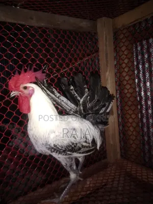 ফাওমি মুরগ