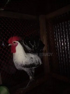 ফাওমি মুরগ
