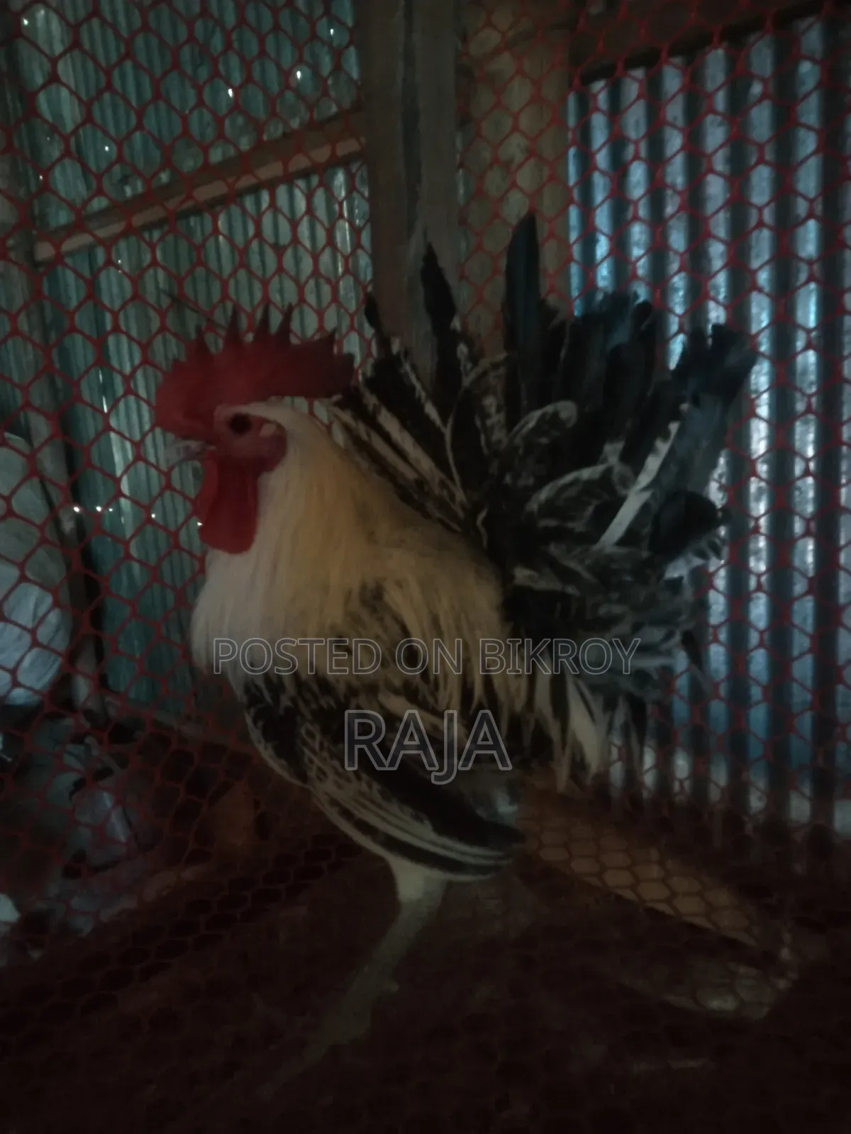 ফাওমি মুরগ