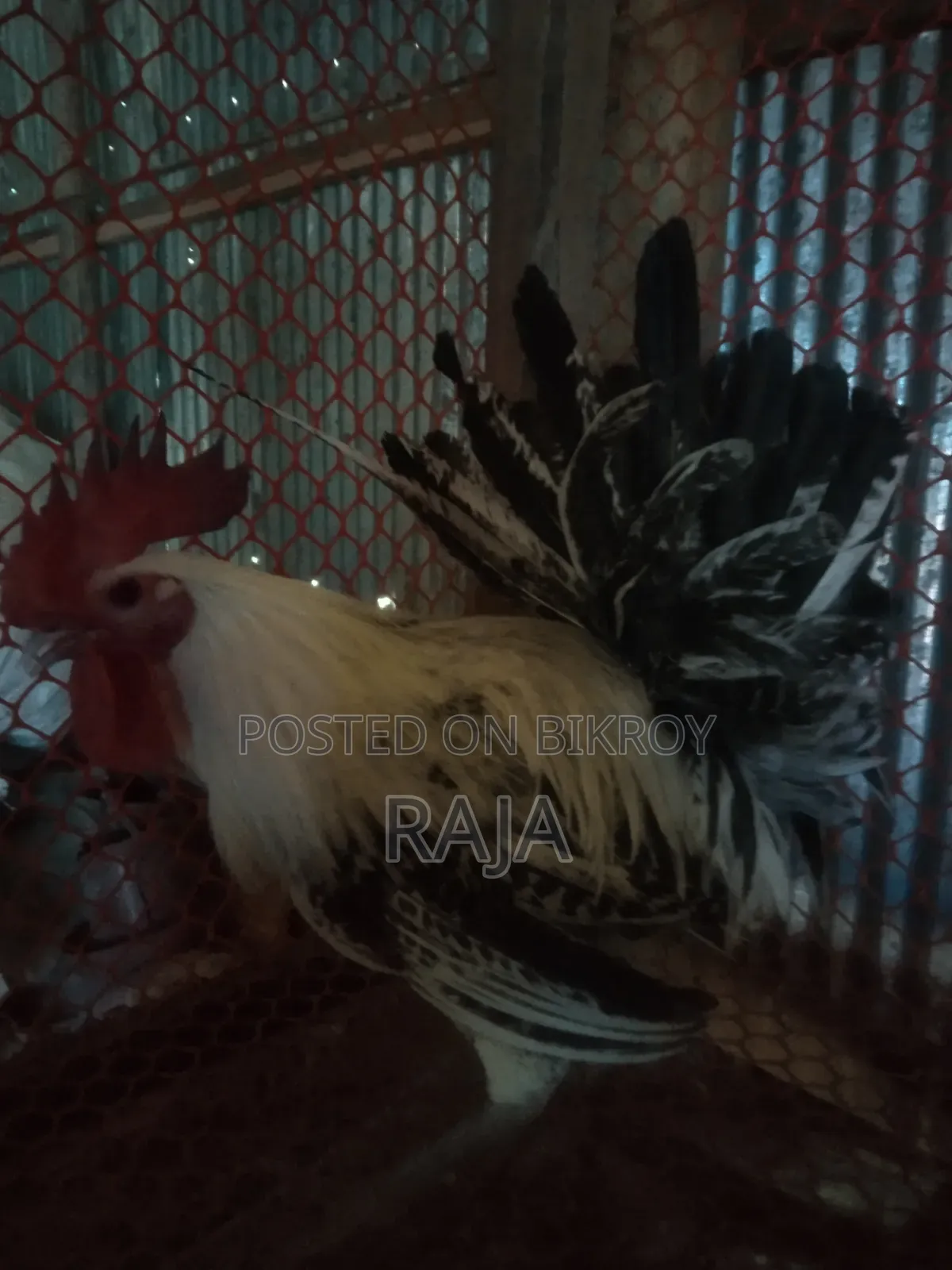 ফাওমি মুরগ