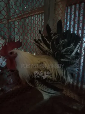 ফাওমি মুরগ