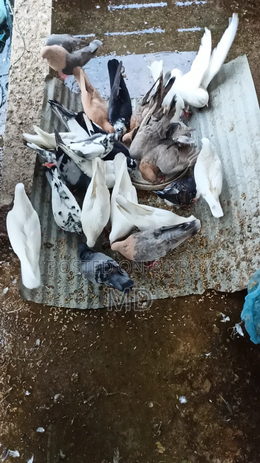 কবুতর বিক্রি হবে