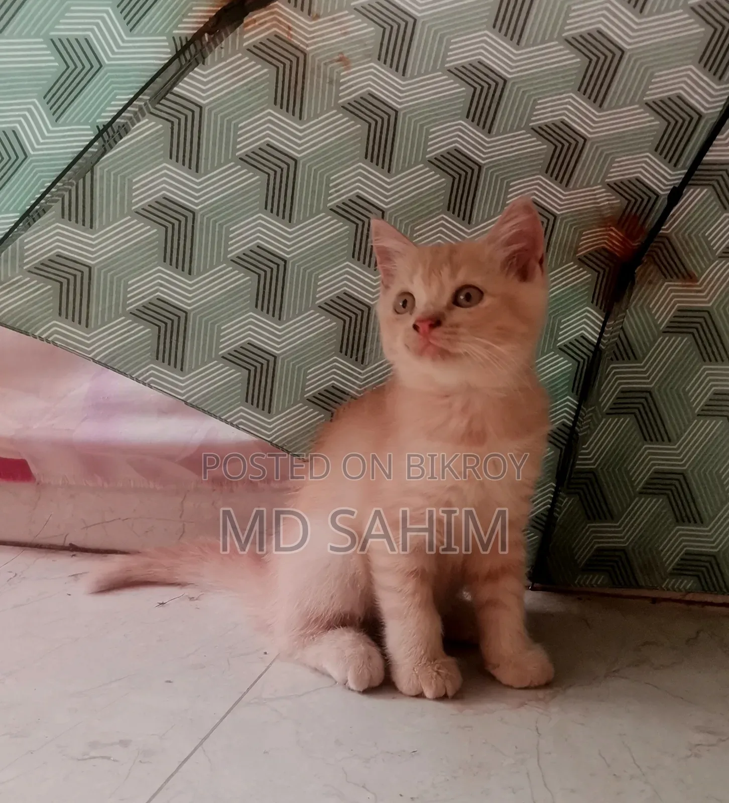1-3 months Female Purebred Persian