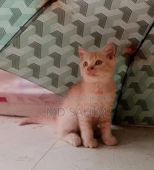 1-3 months Female Purebred Persian