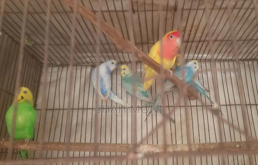 লাভ বার্ড ও বাজেরিগার