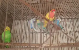 লাভ বার্ড ও বাজেরিগার
