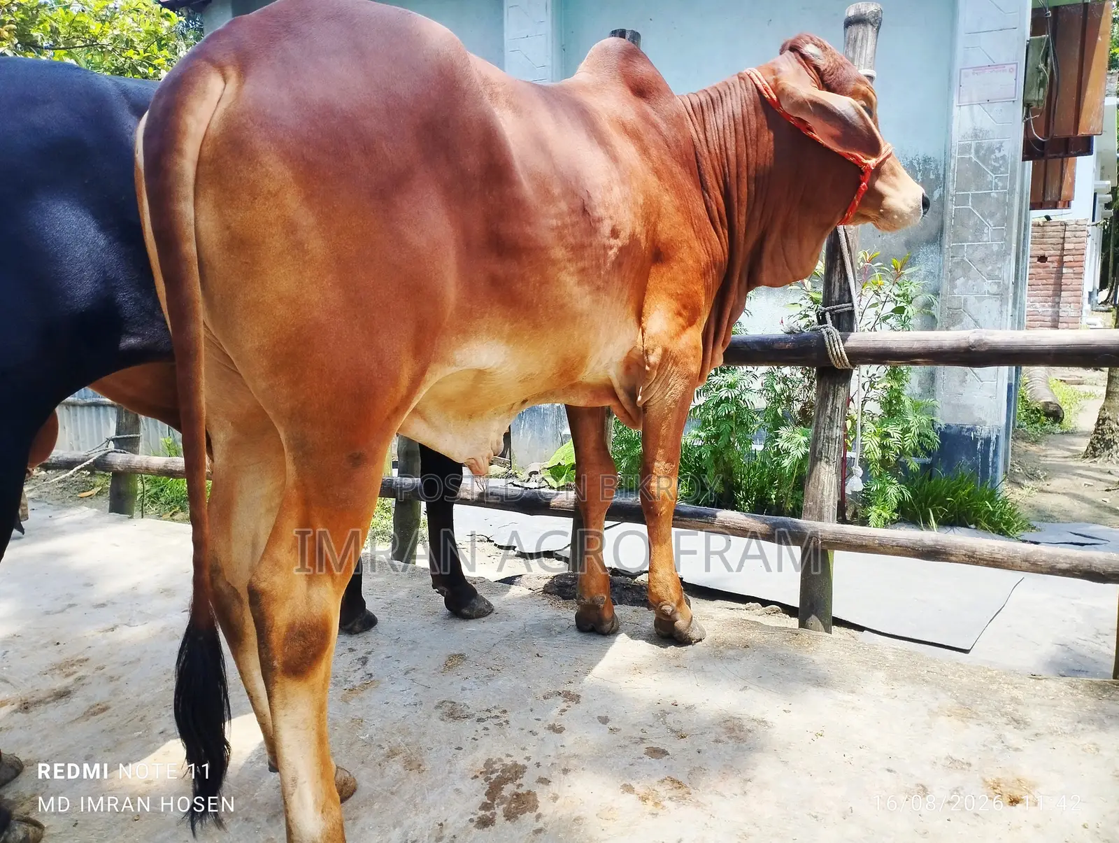 ১টি ক্রস বাহামা কিনুন, হোম ডেলিভারিতে পোছায় দেওয়া হয়।