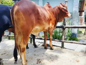 ১টি ক্রস বাহামা কিনুন, হোম ডেলিভারিতে পোছায় দেওয়া হয়।