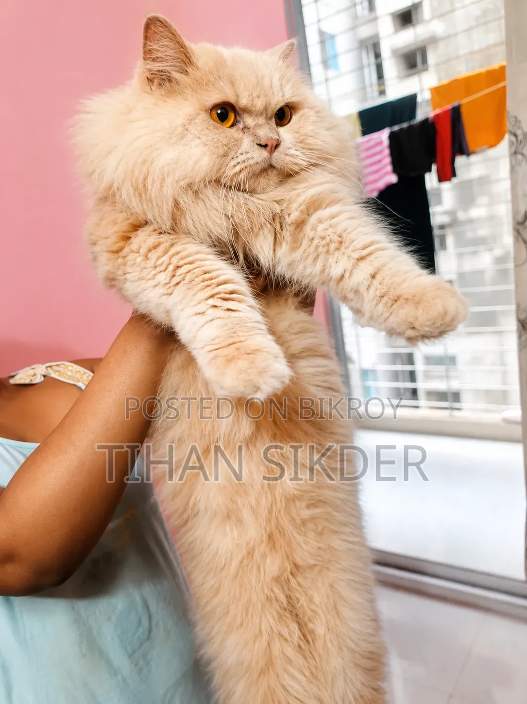 6-12 months Female Purebred Persian