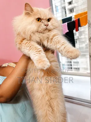 6-12 months Female Purebred Persian