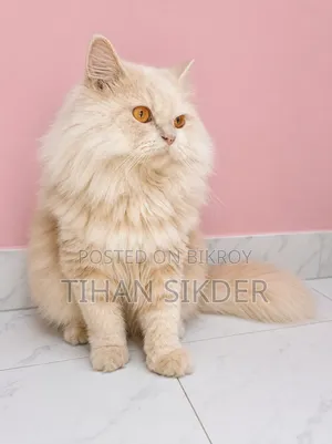 6-12 months Female Purebred Persian