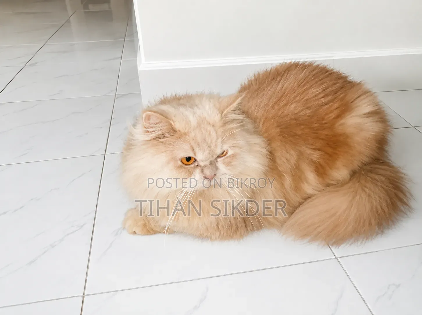 6-12 months Female Purebred Persian