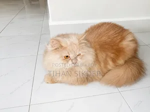 6-12 months Female Purebred Persian