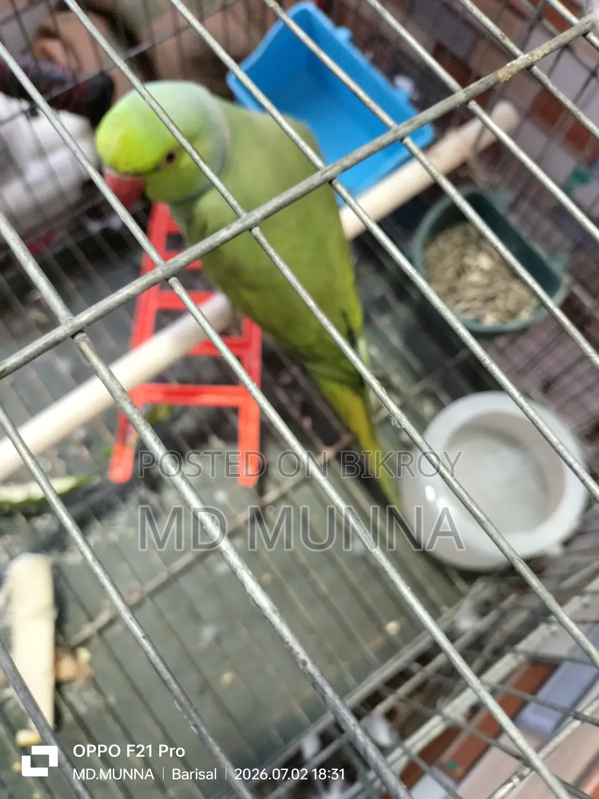 রিংনেট টিয়া