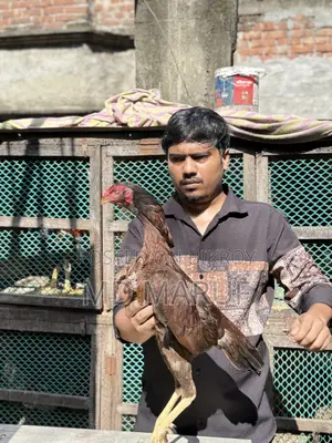 ৮পিস আসিল মুরগী বিক্রি হবে।