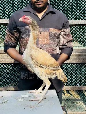 ৮পিস আসিল মুরগী বিক্রি হবে।