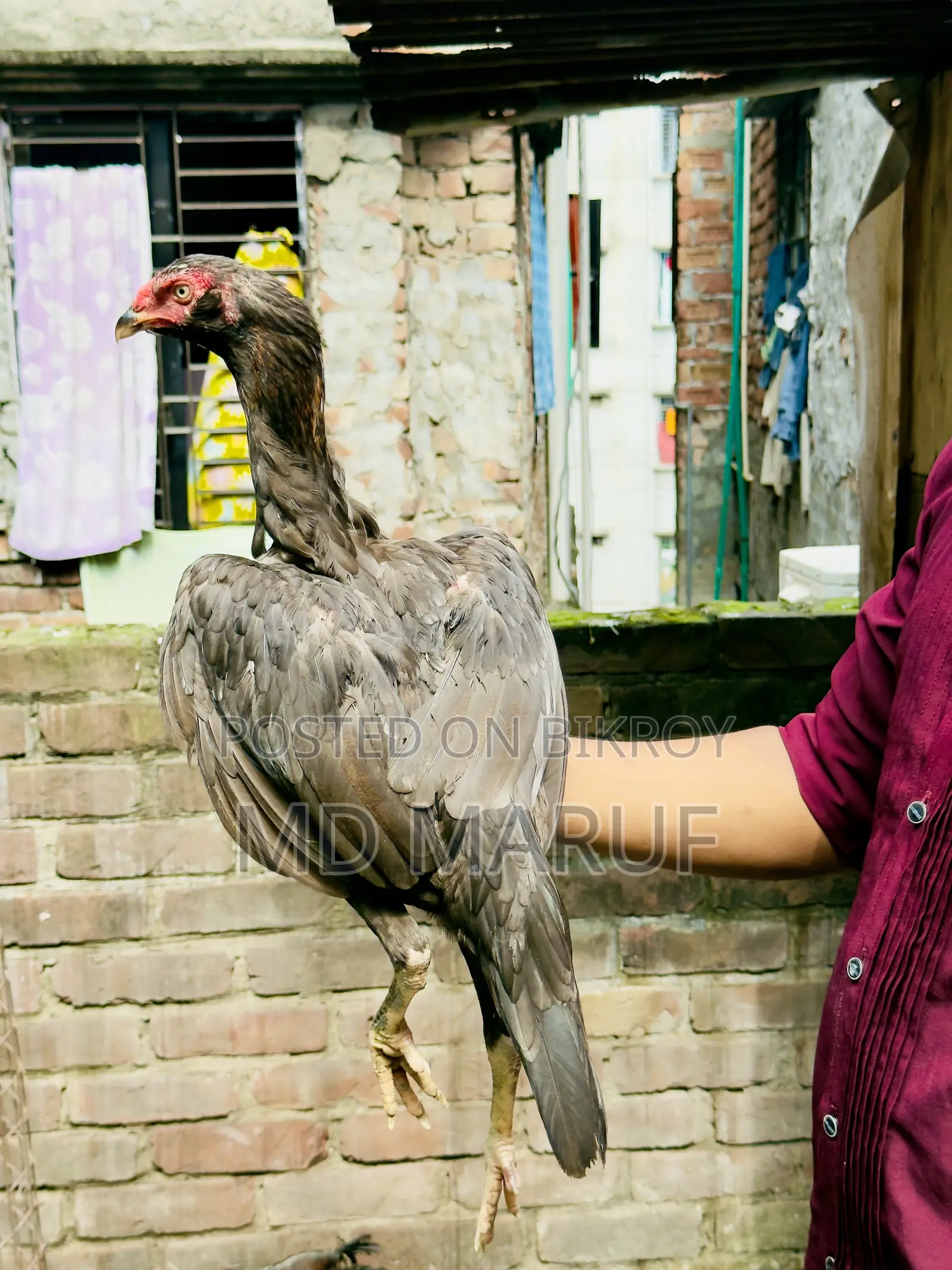 ৮পিস আসিল মুরগী বিক্রি হবে।
