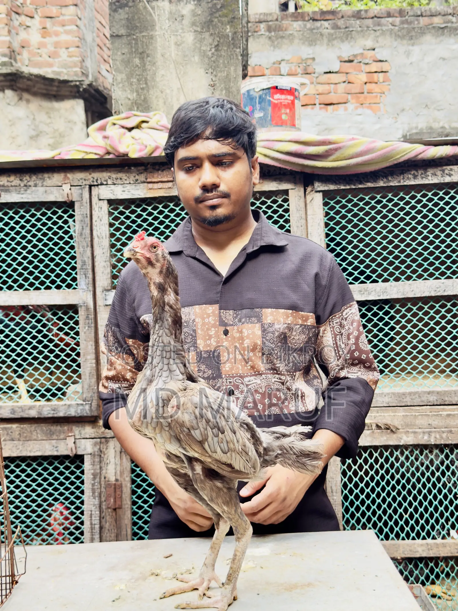 ৮পিস আসিল মুরগী বিক্রি হবে।