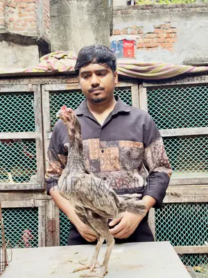 ৮পিস আসিল মুরগী বিক্রি হবে।