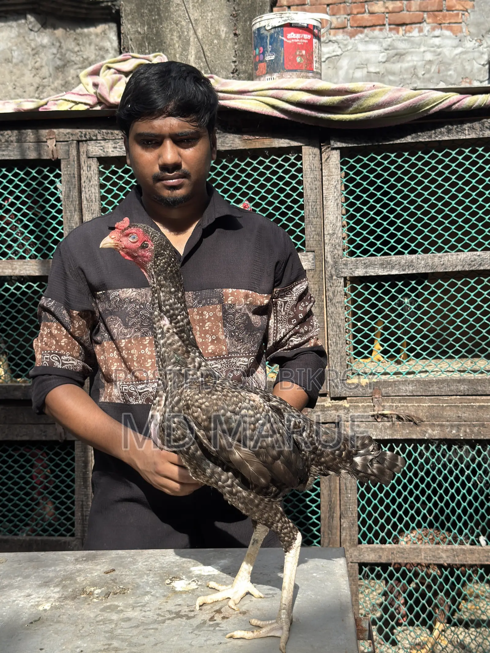 ৮পিস আসিল মুরগী বিক্রি হবে।