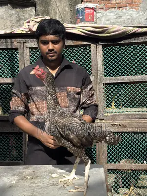 ৮পিস আসিল মুরগী বিক্রি হবে।