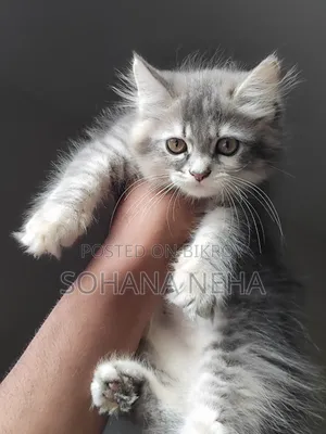 1-3 months Male Purebred Persian