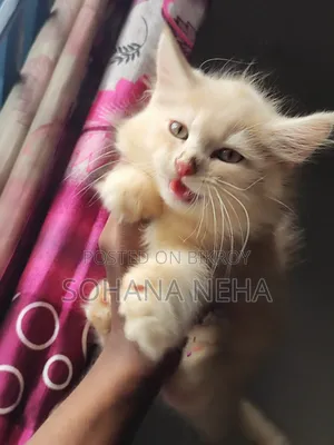 1-3 months Male Purebred Persian