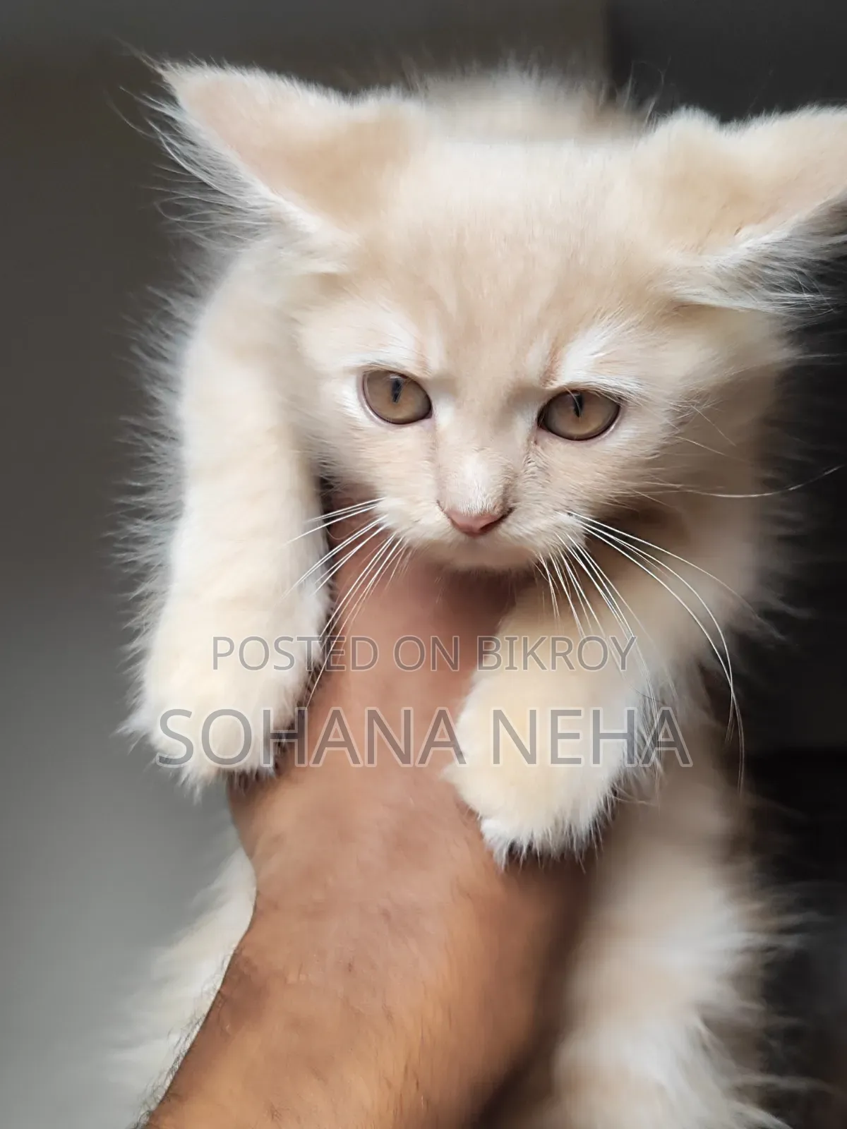 1-3 months Male Purebred Persian