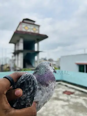 Grizel Kobutor Madi