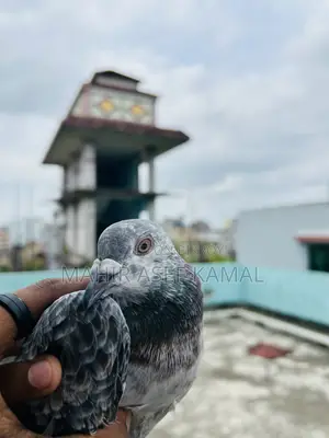 Grizel Kobutor Madi