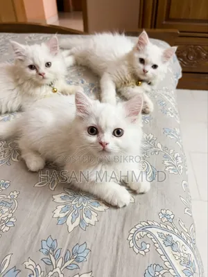 1-3 months Male Purebred Persian