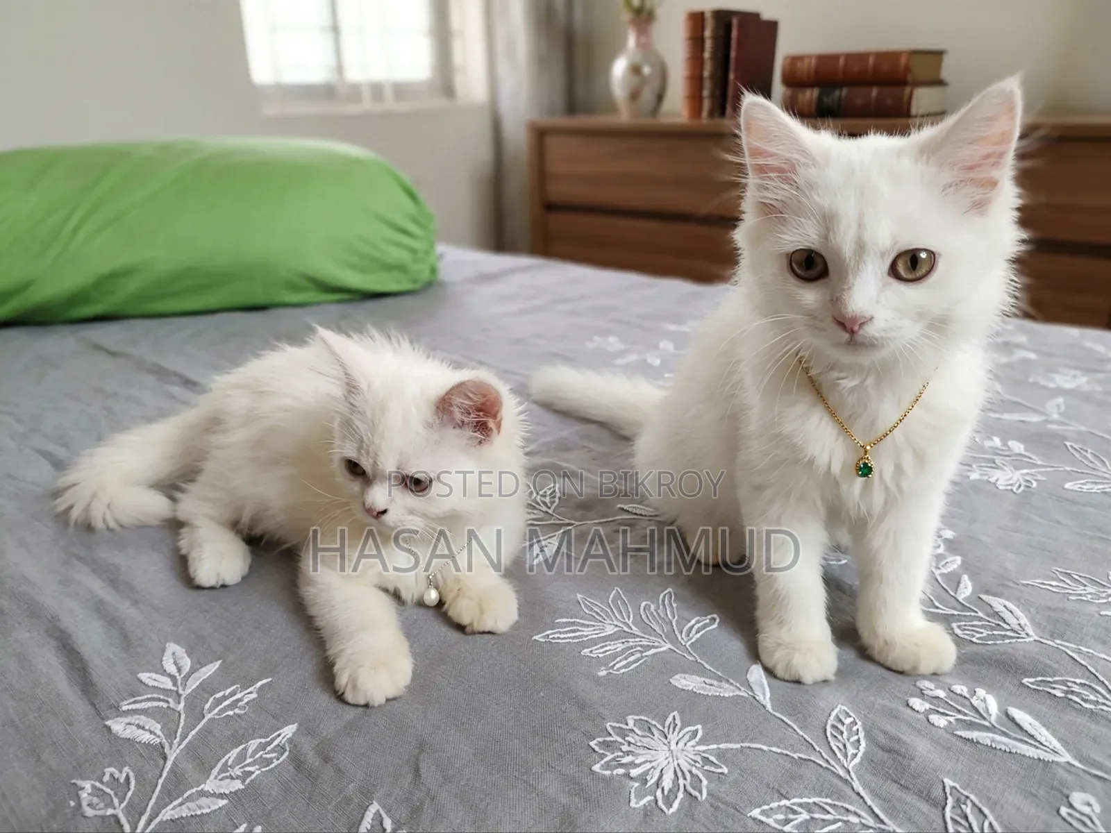 1-3 months Male Purebred Persian