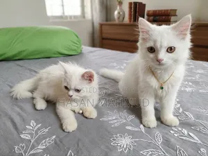 1-3 months Male Purebred Persian