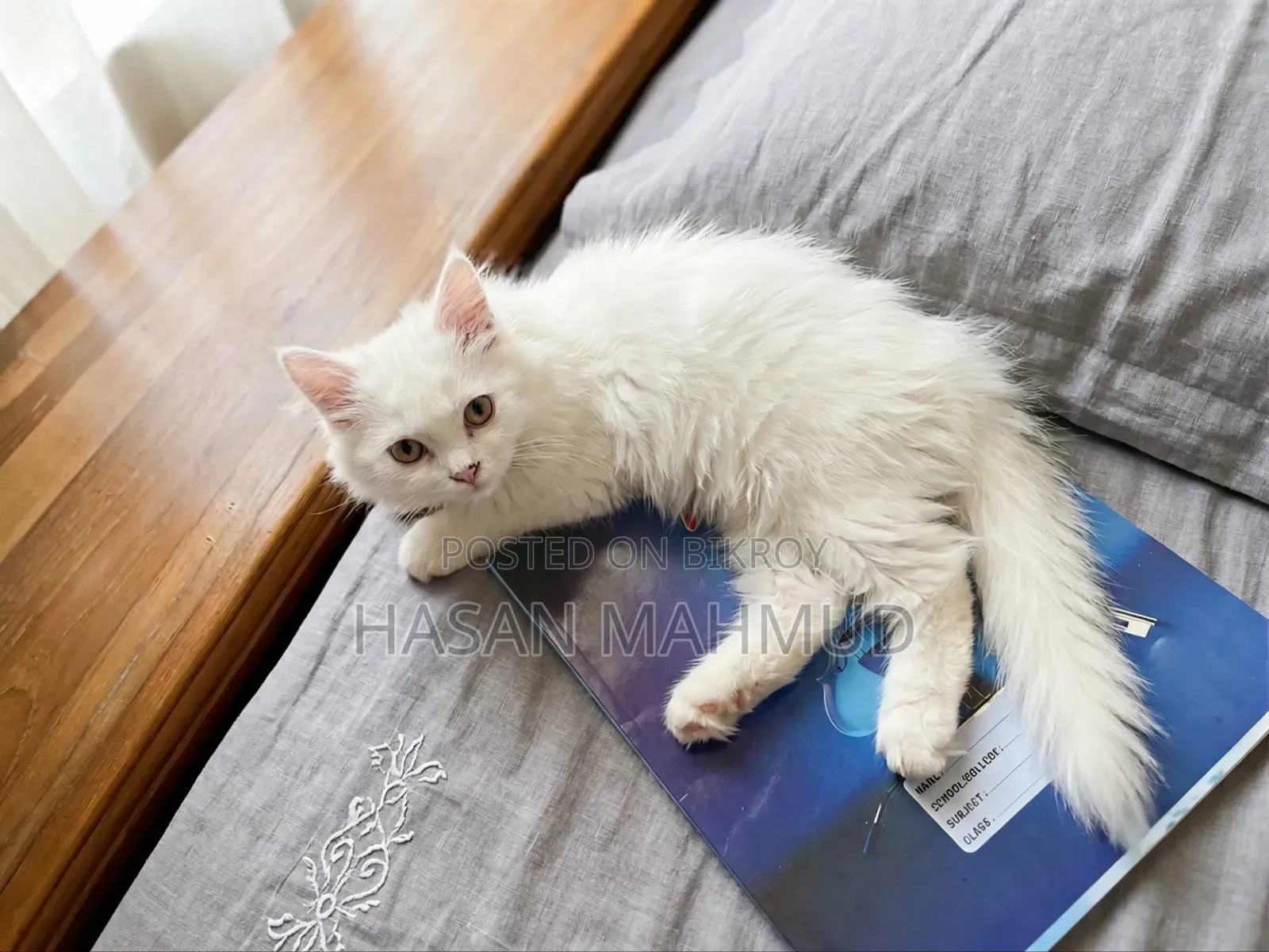 1-3 months Male Purebred Persian