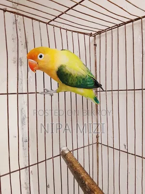 লাভবার্ড পাখি