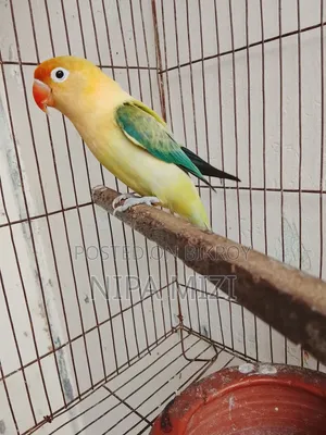 লাভবার্ড পাখি