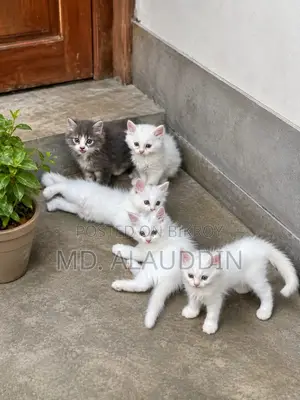 1-3 months Male Purebred Persian
