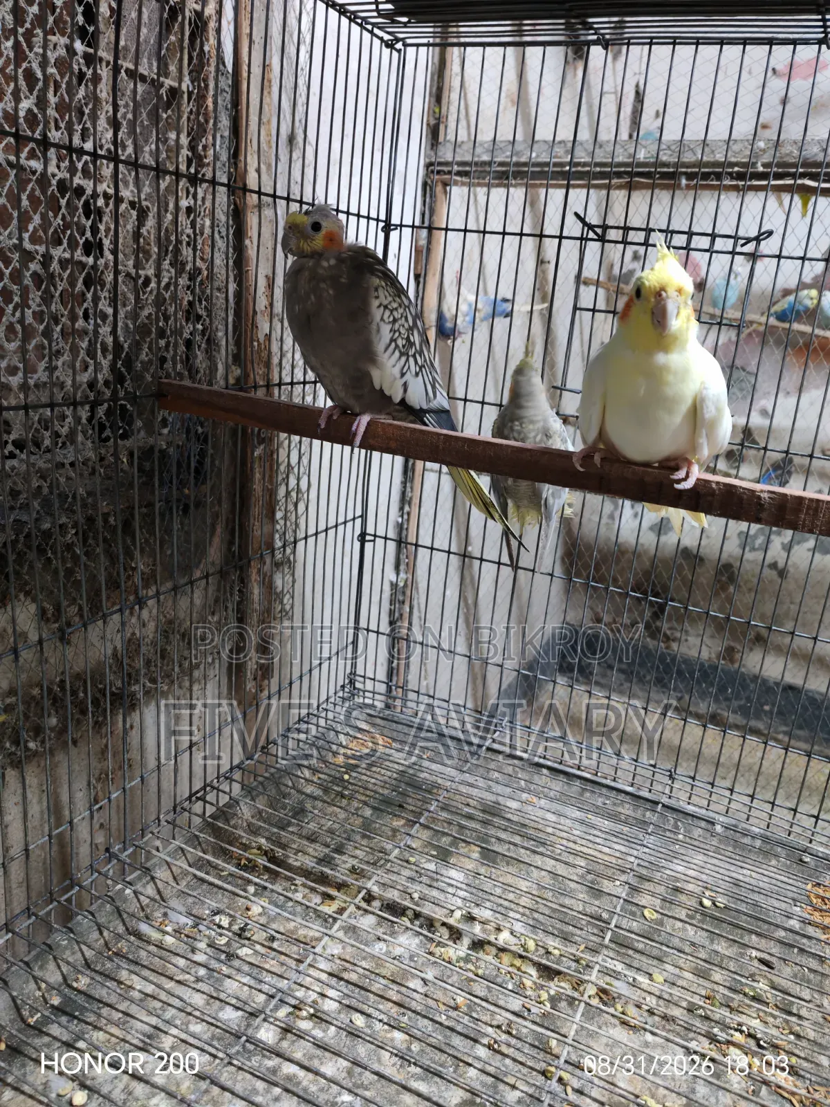Low Price Cockatiel
