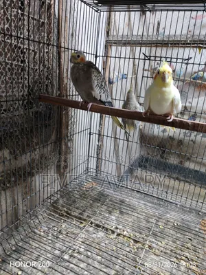 কম দামে ককাটেল