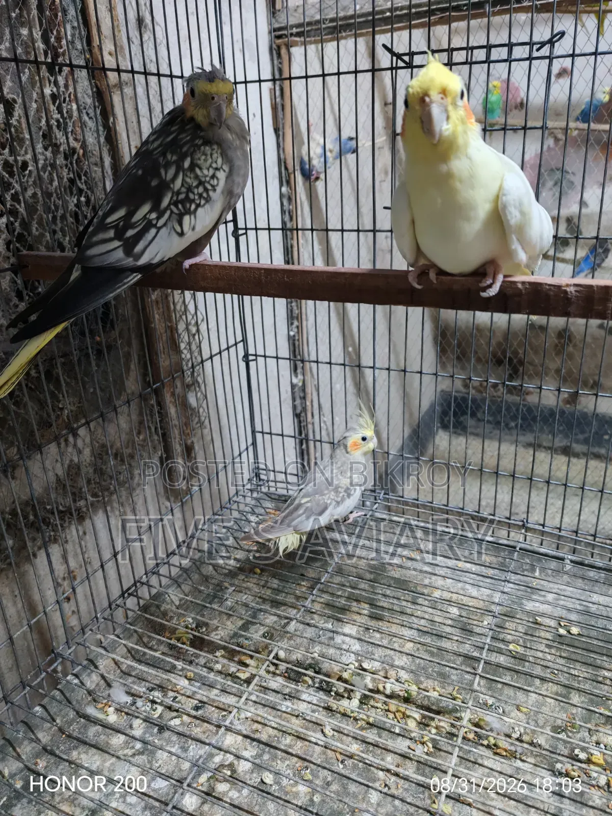 Low Price Cockatiel