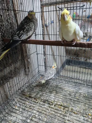 Low Price Cockatiel