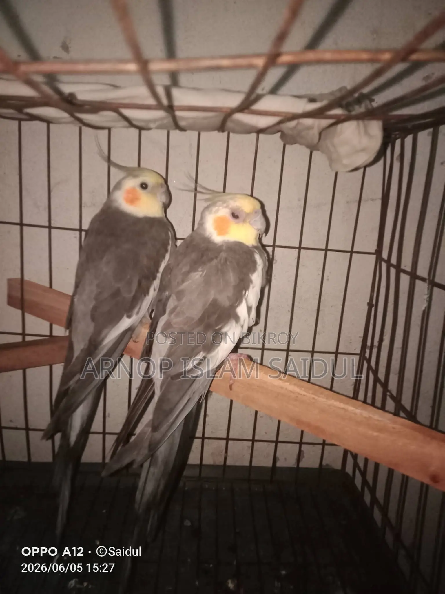 Kokatel Bird